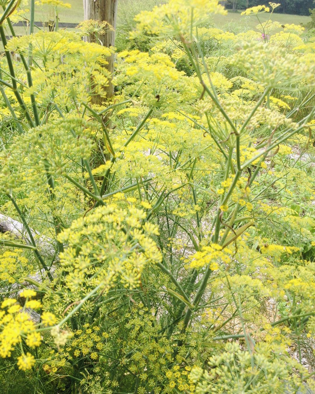 fennel plant with yellow flowers