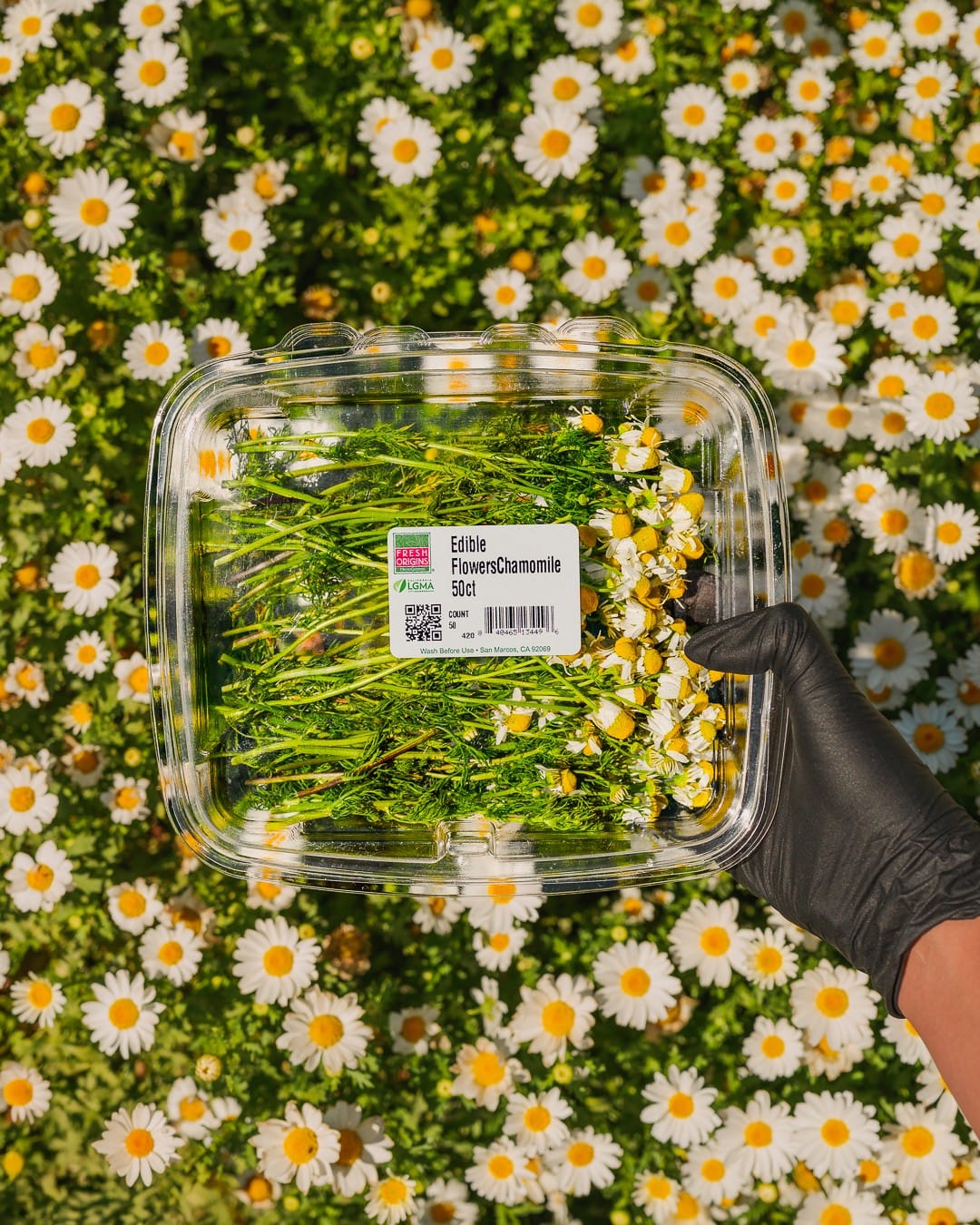 chamomile flowers in a teacup