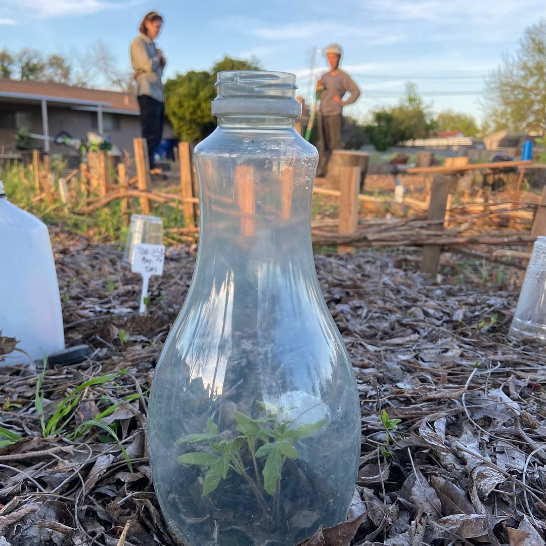 plastic bottle mini-greenhouse