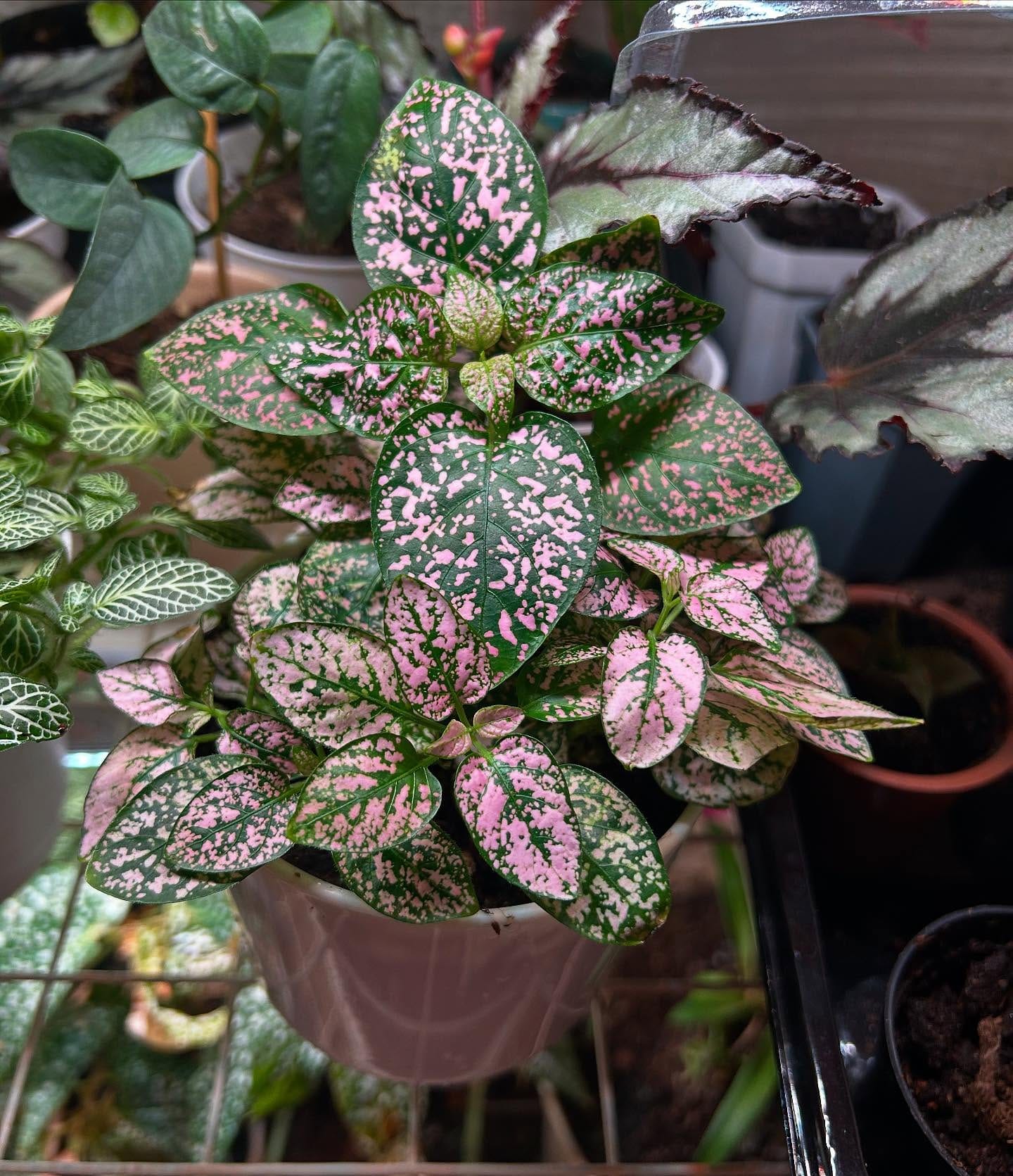 Pink and green Polka Dot Plant in a white pot