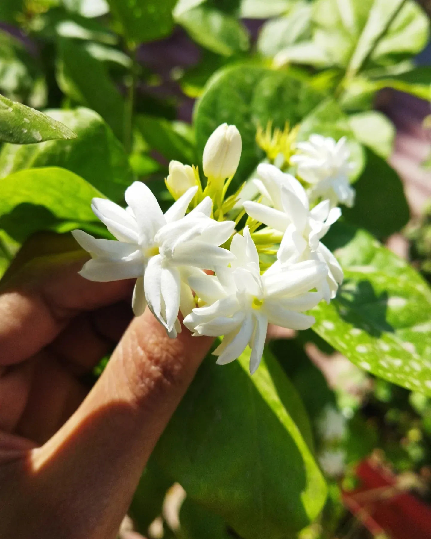 jasmine flowers in a clear glass bowl
