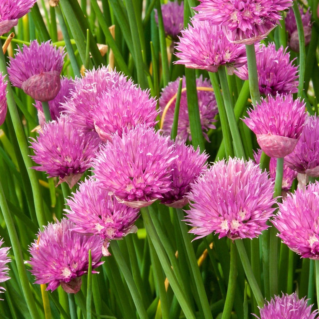 chives with purple flower heads