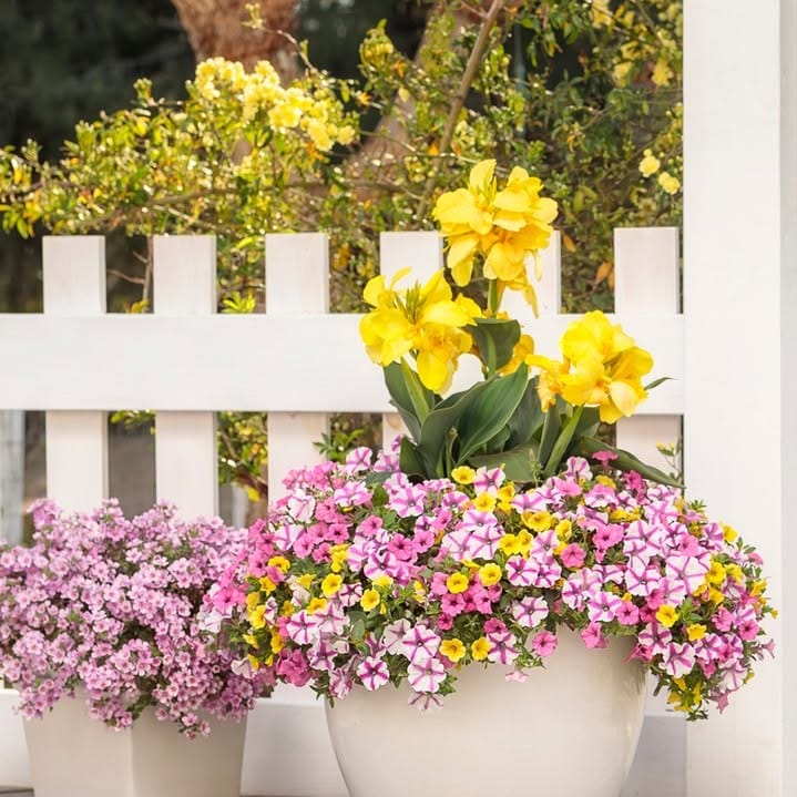 Pastel plant pots on shelf