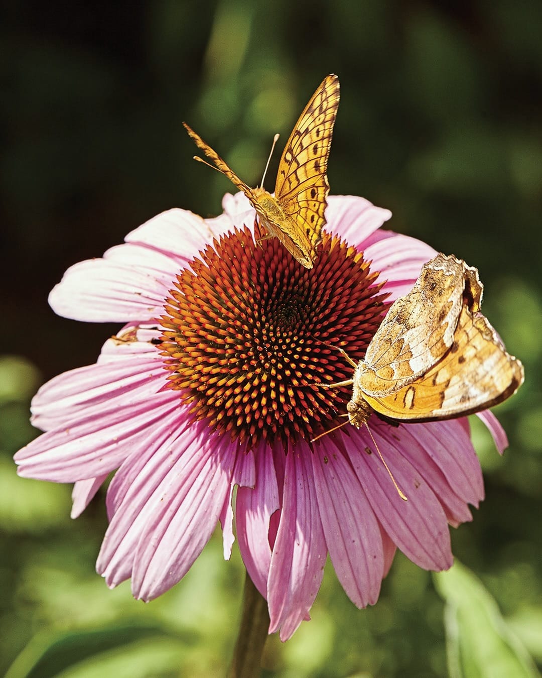 colorful butterfly feeder in garden