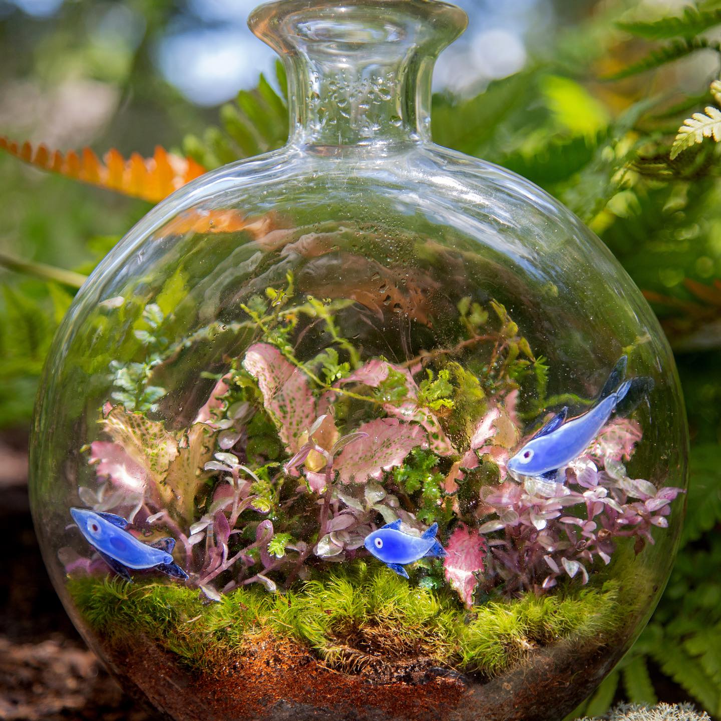 air plants in open bottle garden