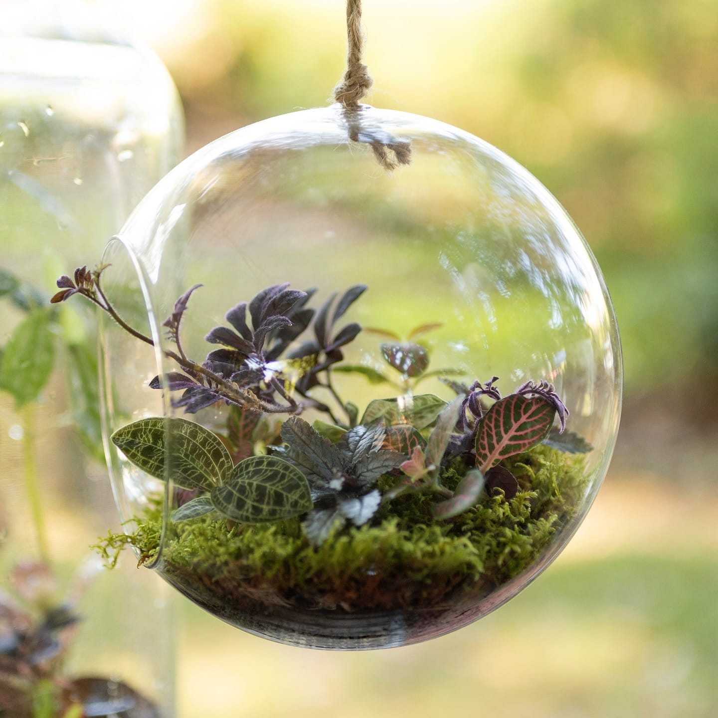 hanging glass orb terrarium