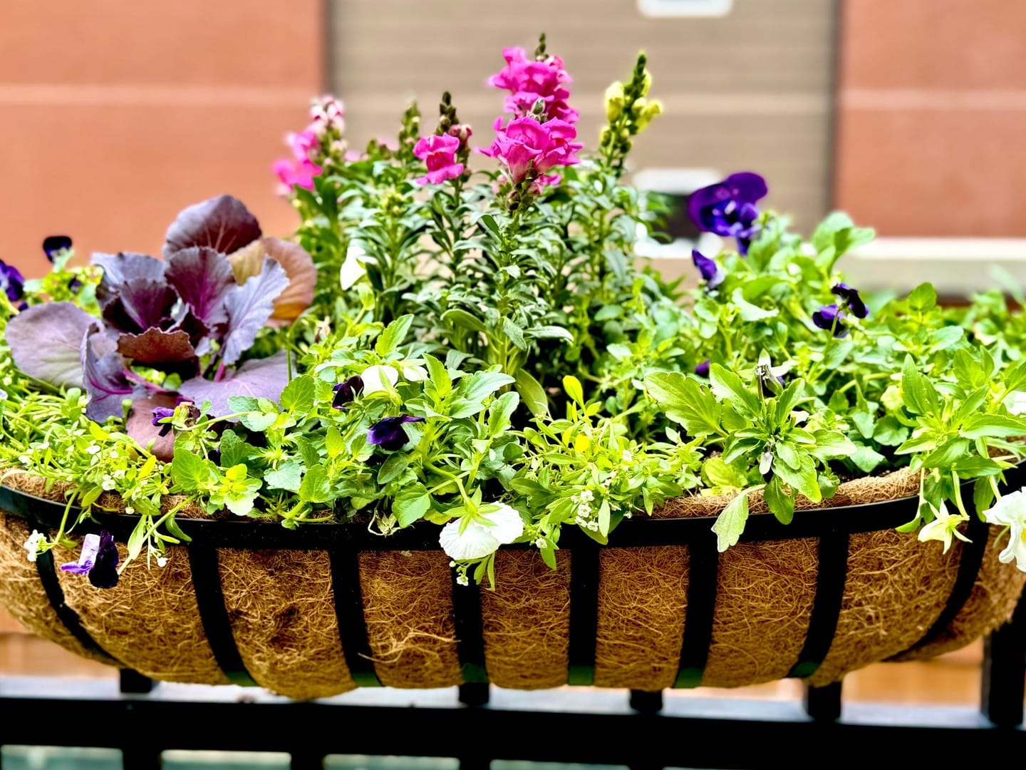 trailing ivy in hanging hat box