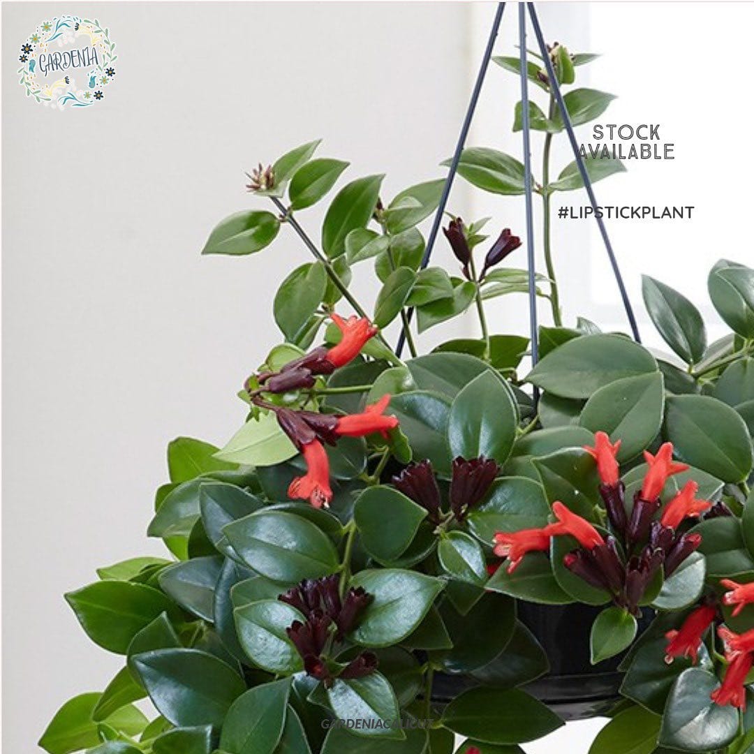 lipstick plant on bookshelf