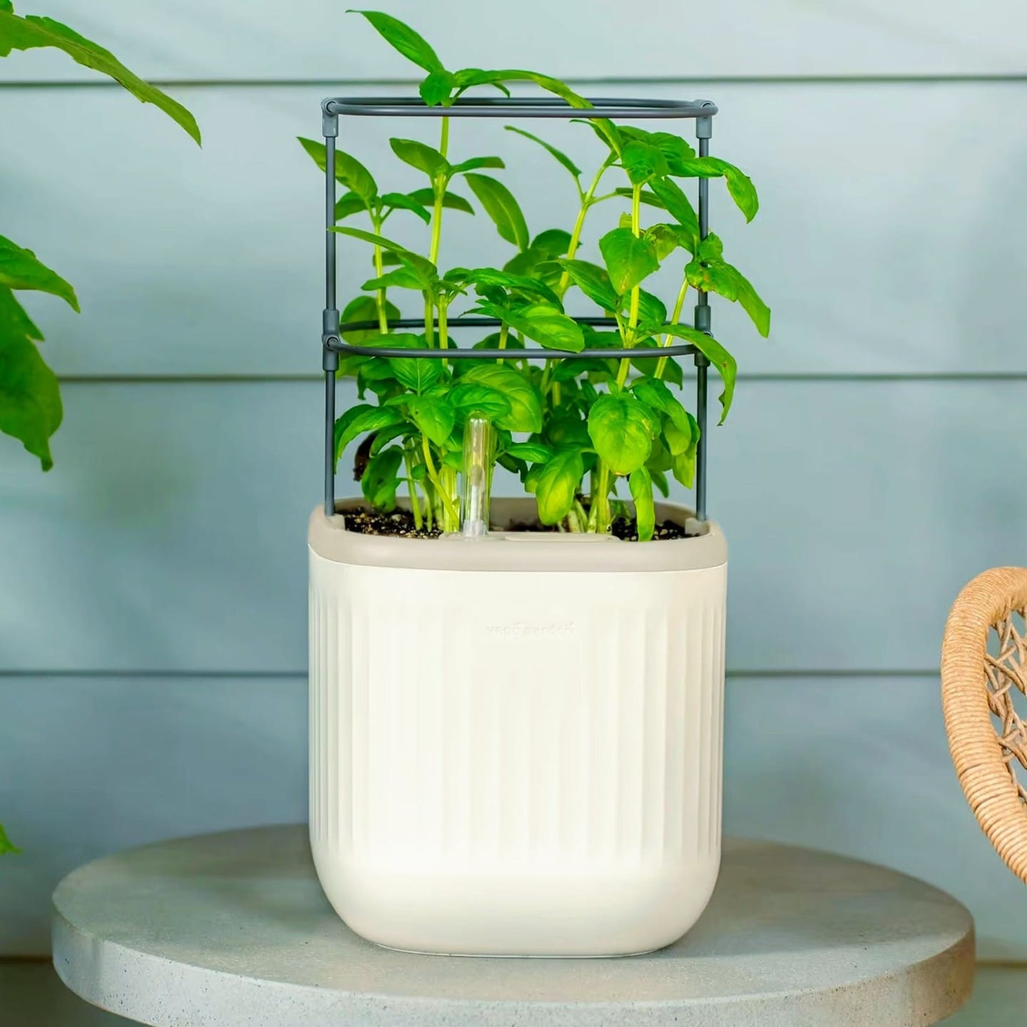white ceramic self-watering pot