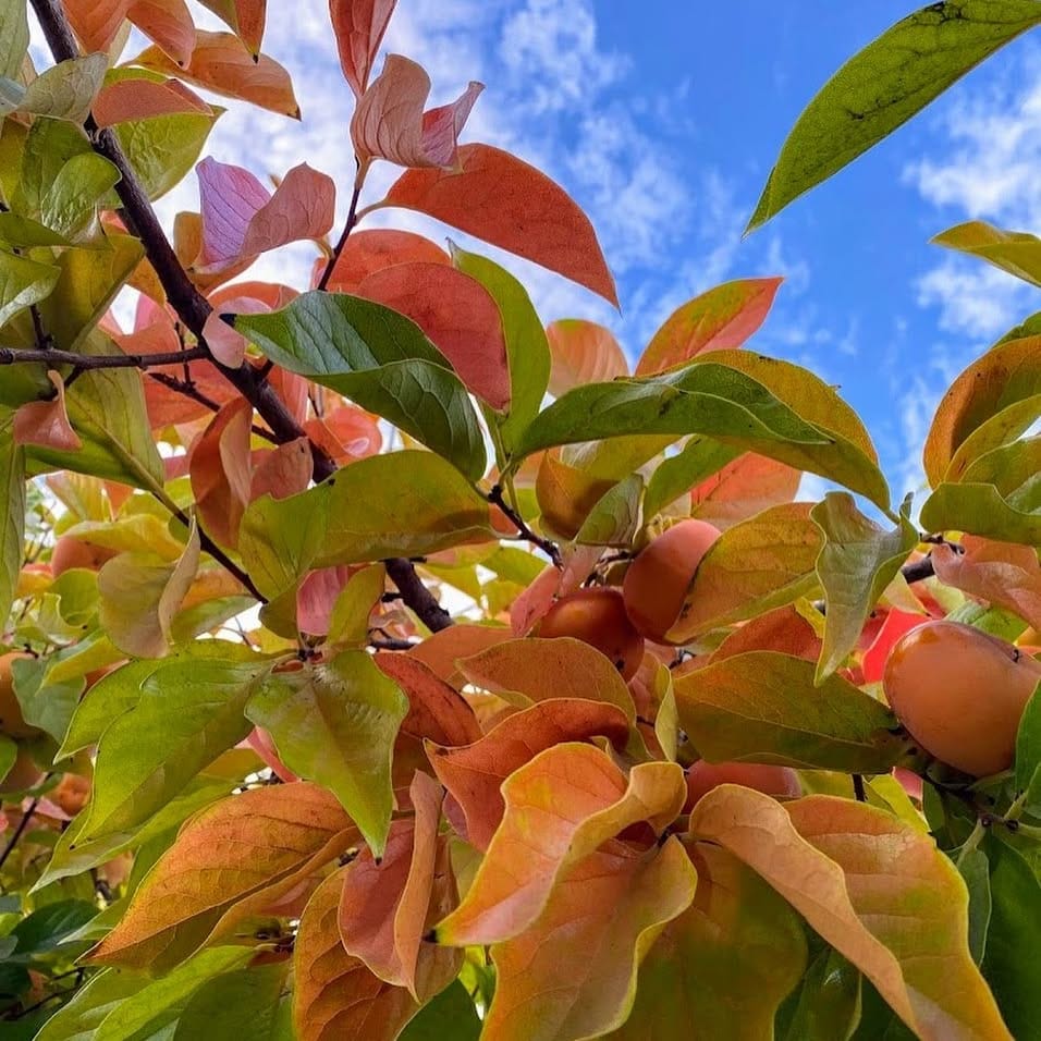 miniature persimmon tree in pot