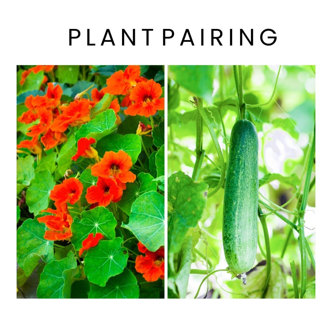cucumbers near nasturtium flowers