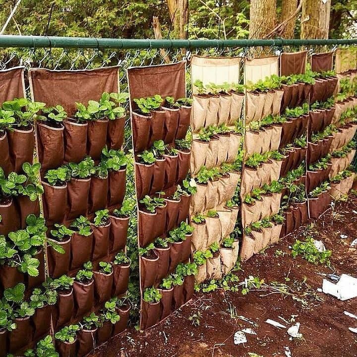 shoe organizer with herbs