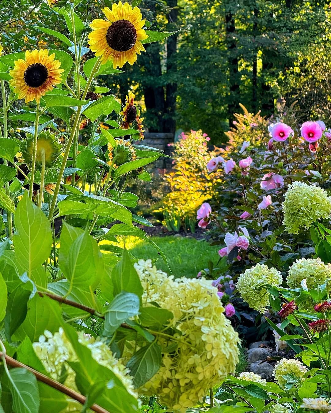 Hostas and Hydrangeas in shaded garden bed