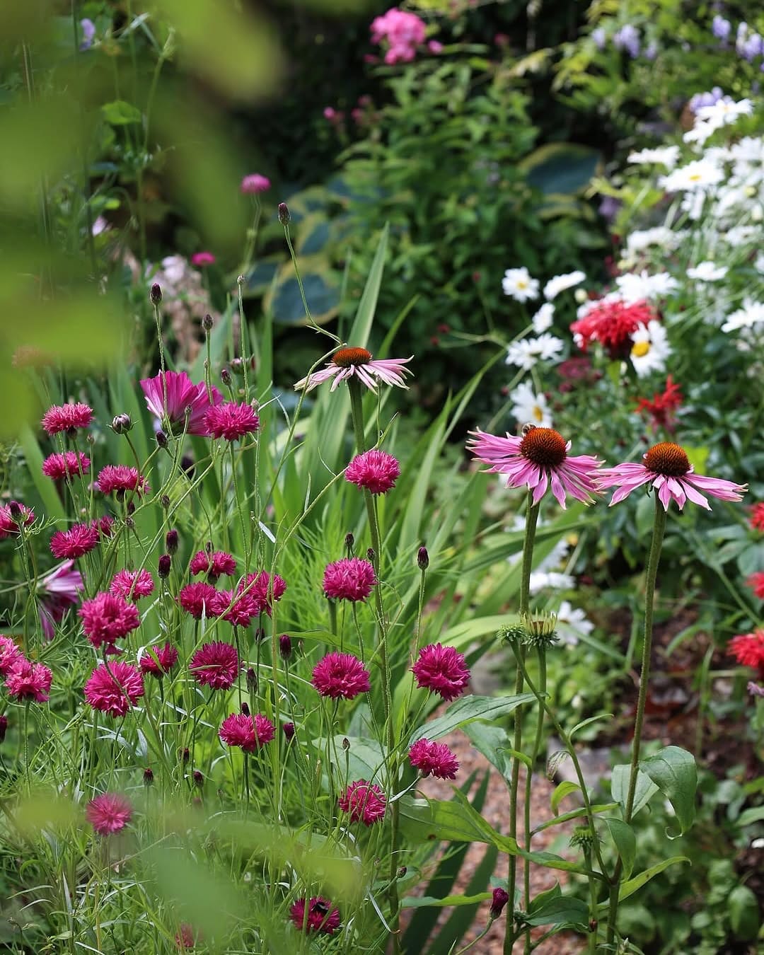 vibrant wildflower garden border