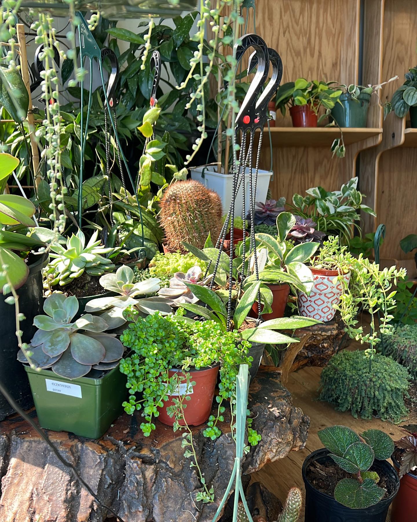 colander with various small herb pots