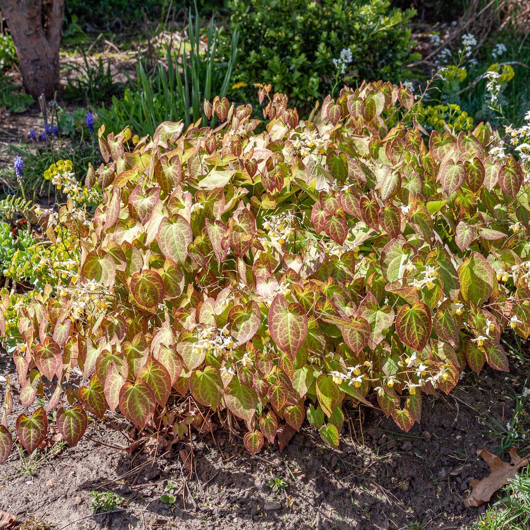 Barrenwort in shaded woodland garden