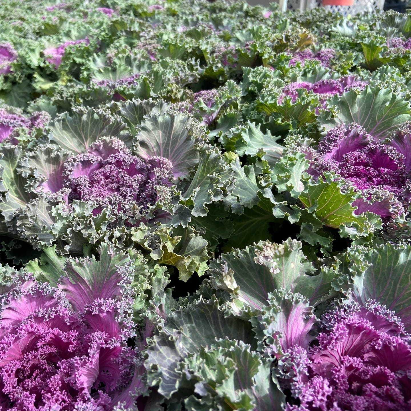 kale leaves glistening in sunlight