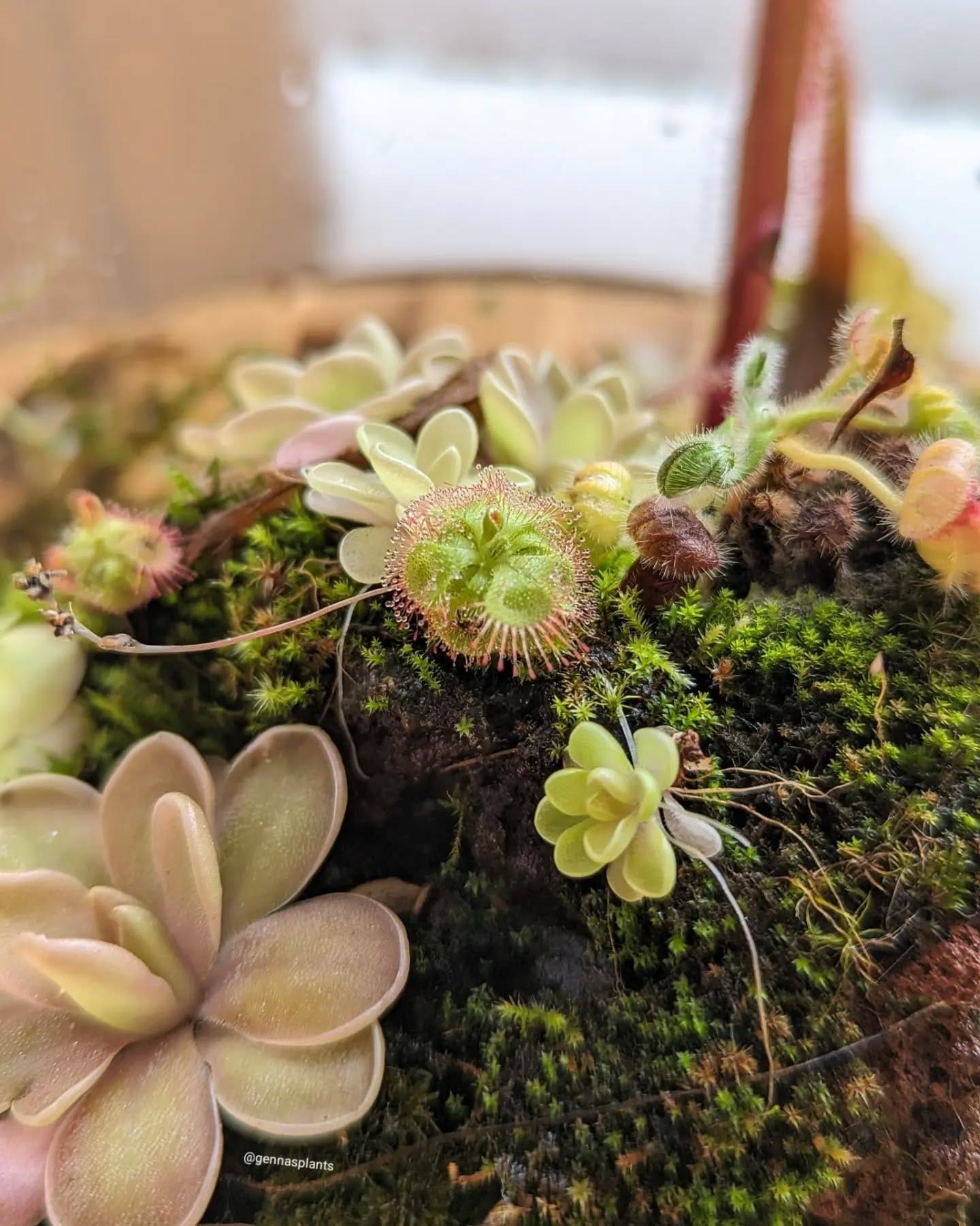 succulent mounted on lava rock