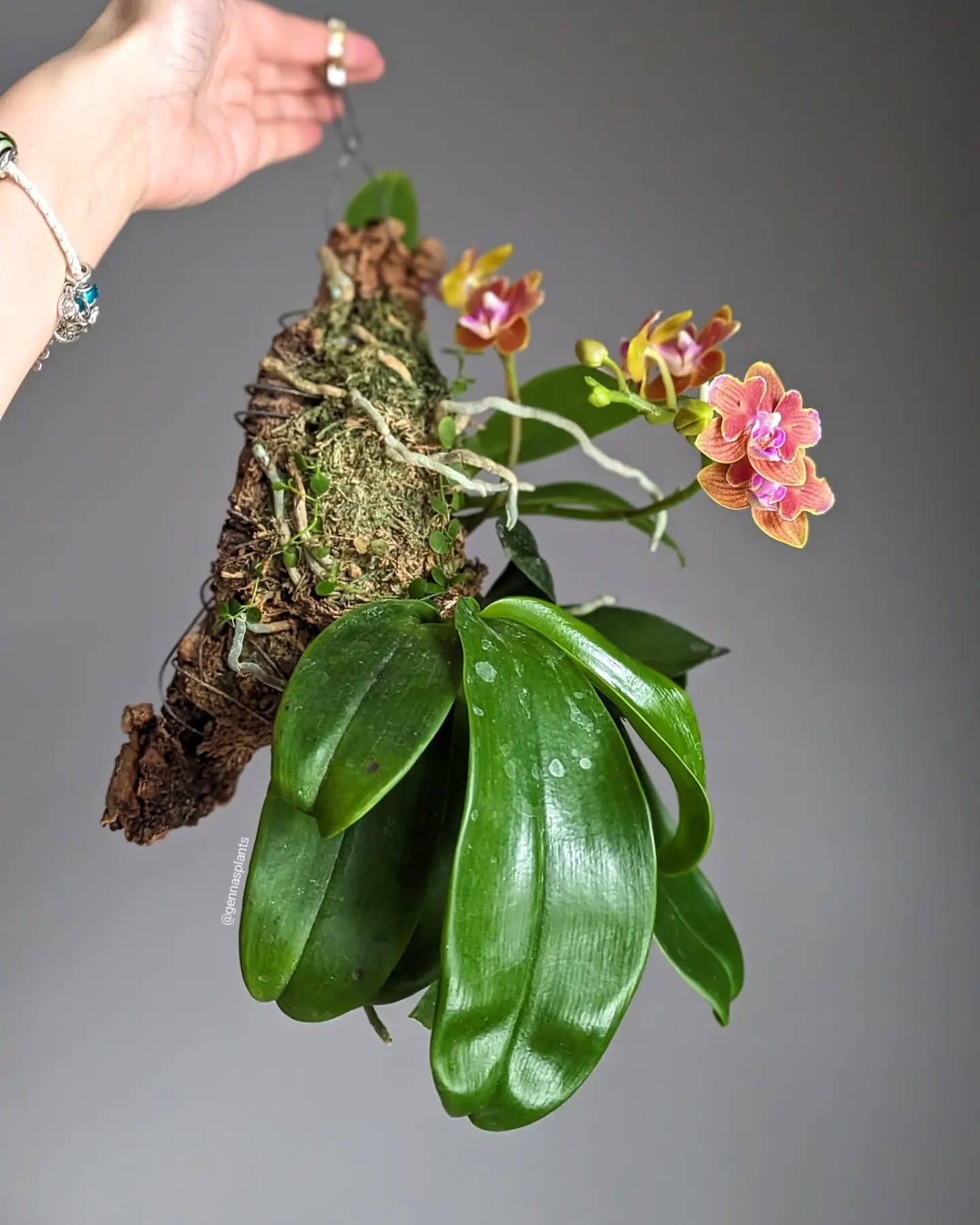 liquid orchid fertilizer bottle