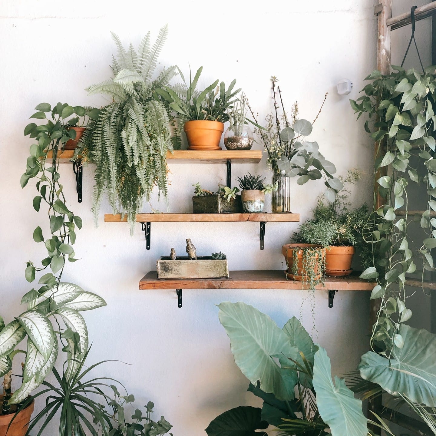 floating shelf with trailing vines