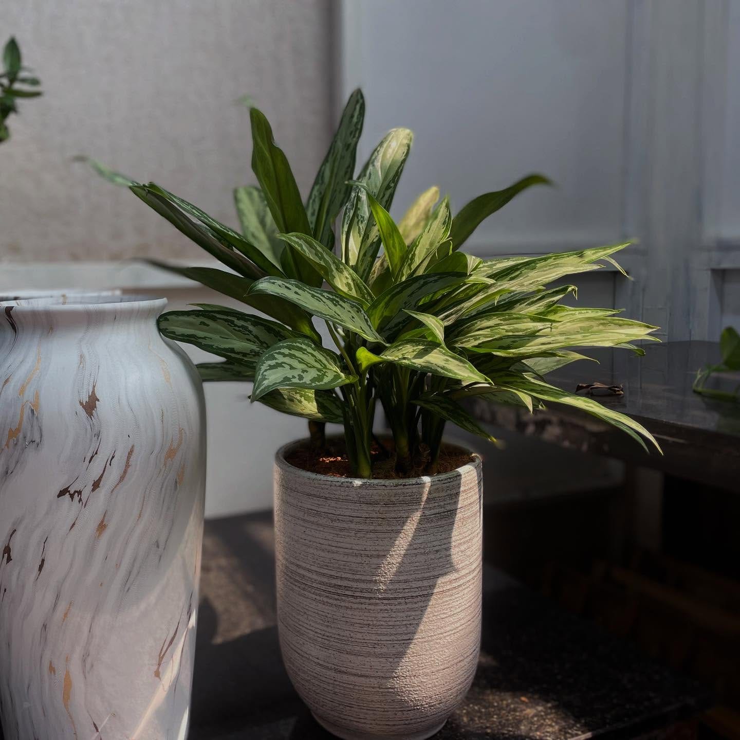 silver queen plant in a modern planter