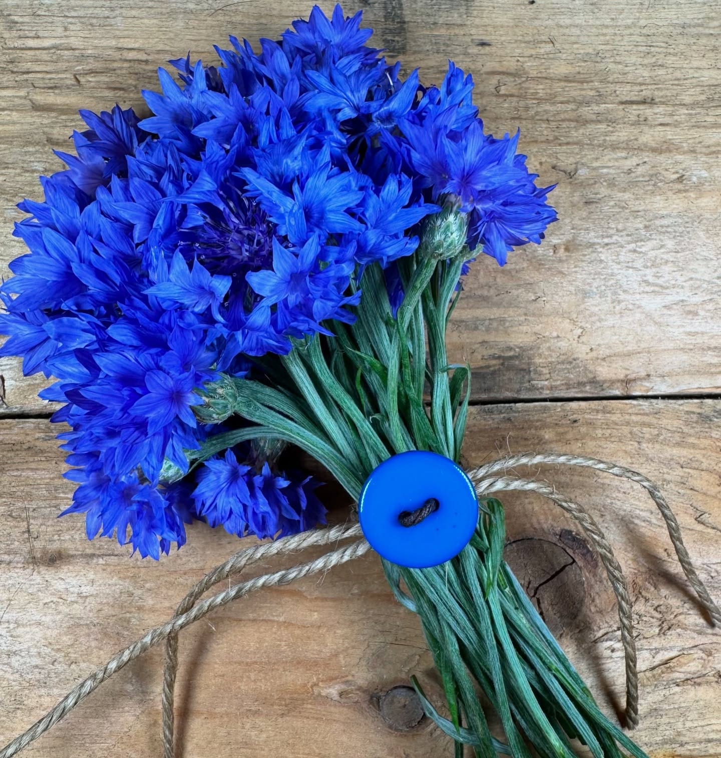 blue cornflowers attracting bees