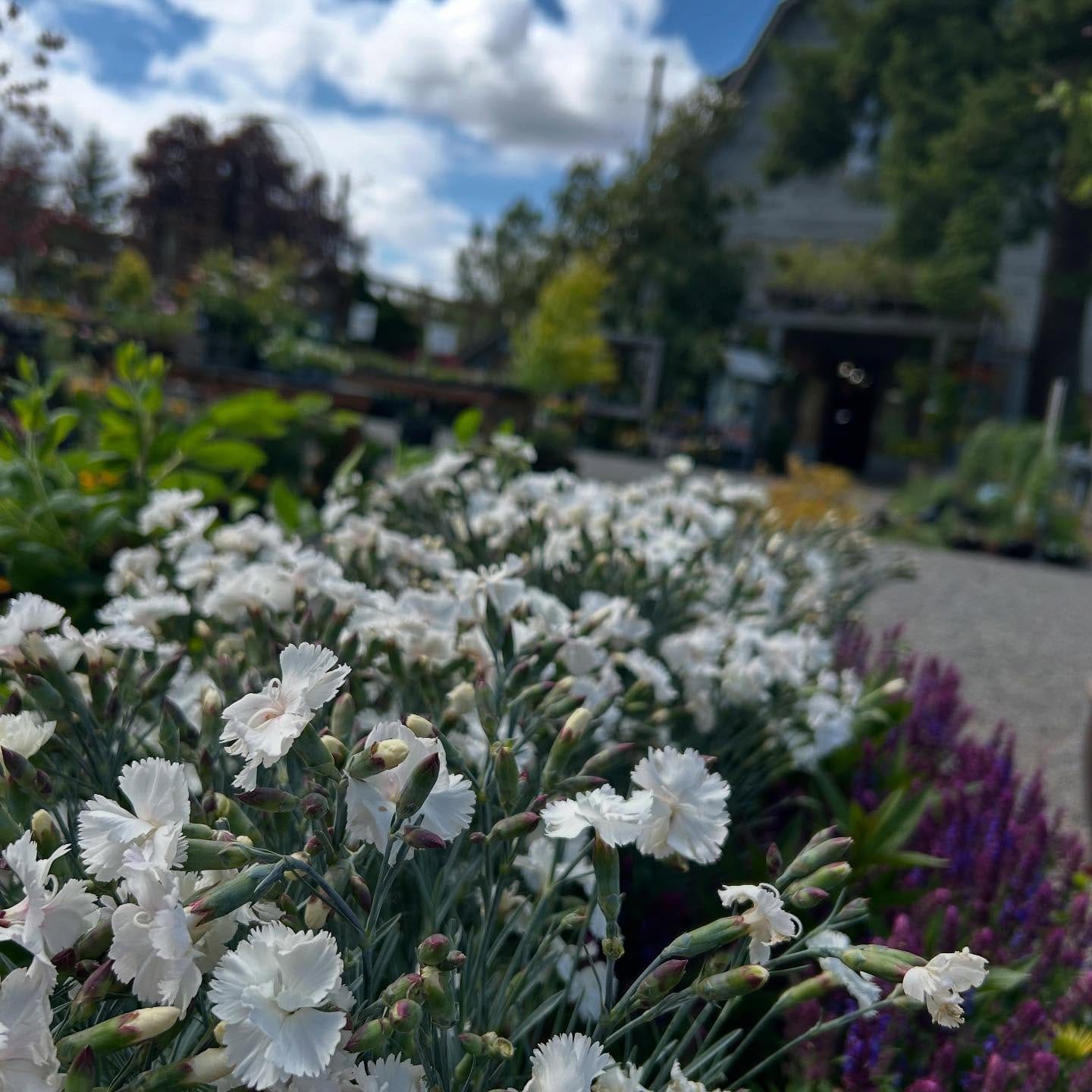 marigolds and vegetables in garden