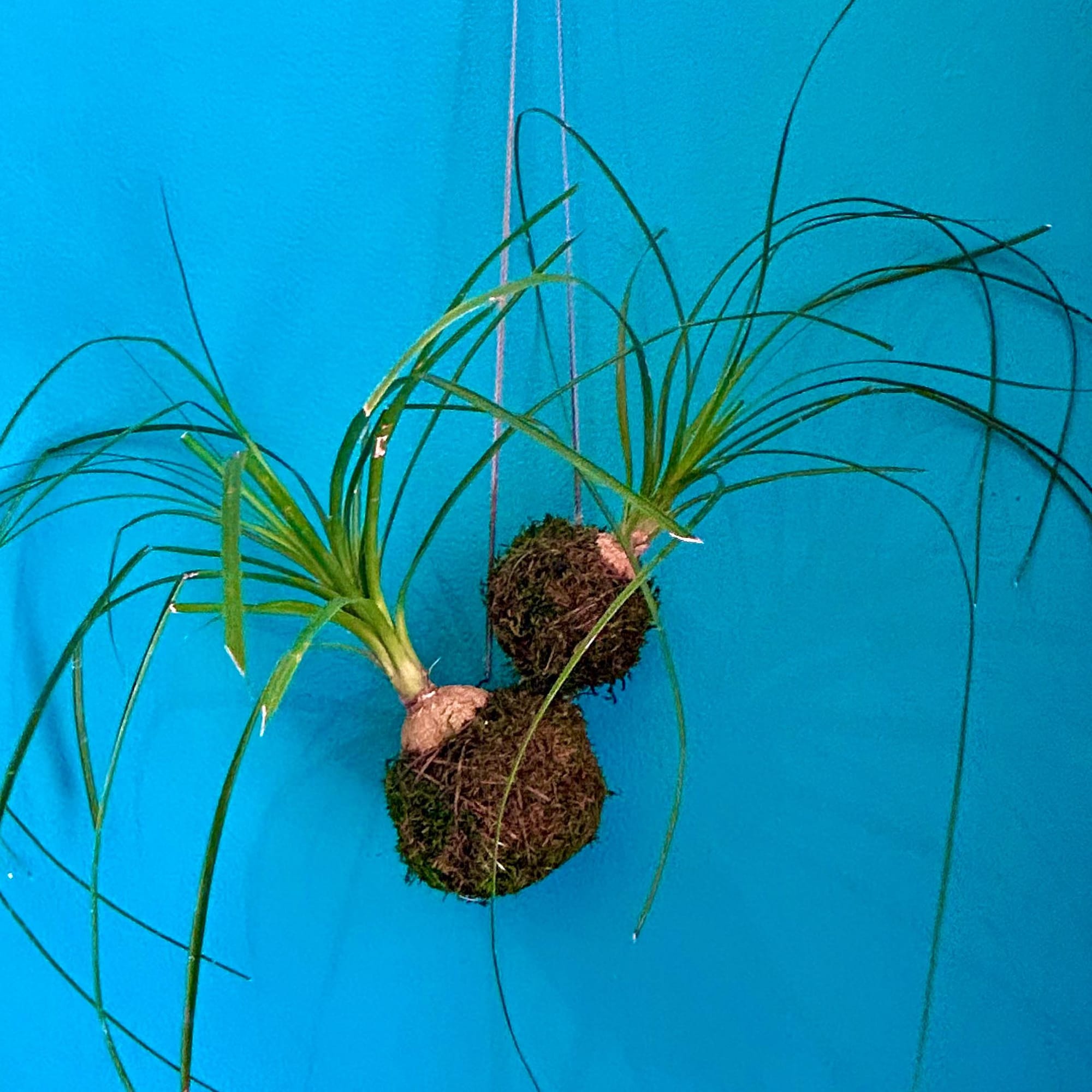colorful kokedama in child's room