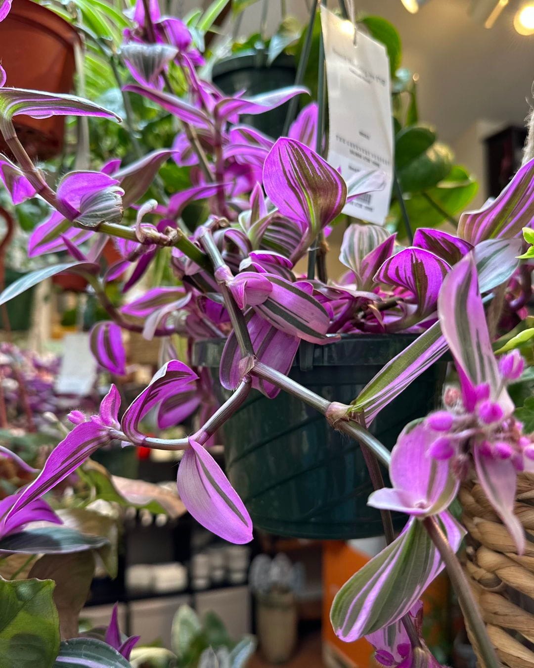 Wandering Jew with purple and green trailing vines
