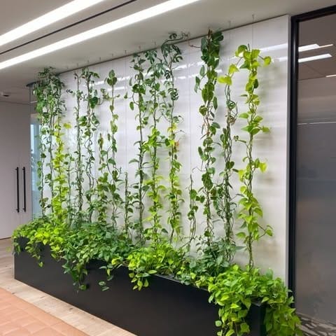 climbing vines on indoor trellis