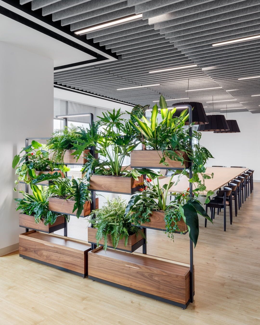 Monstera in room divider