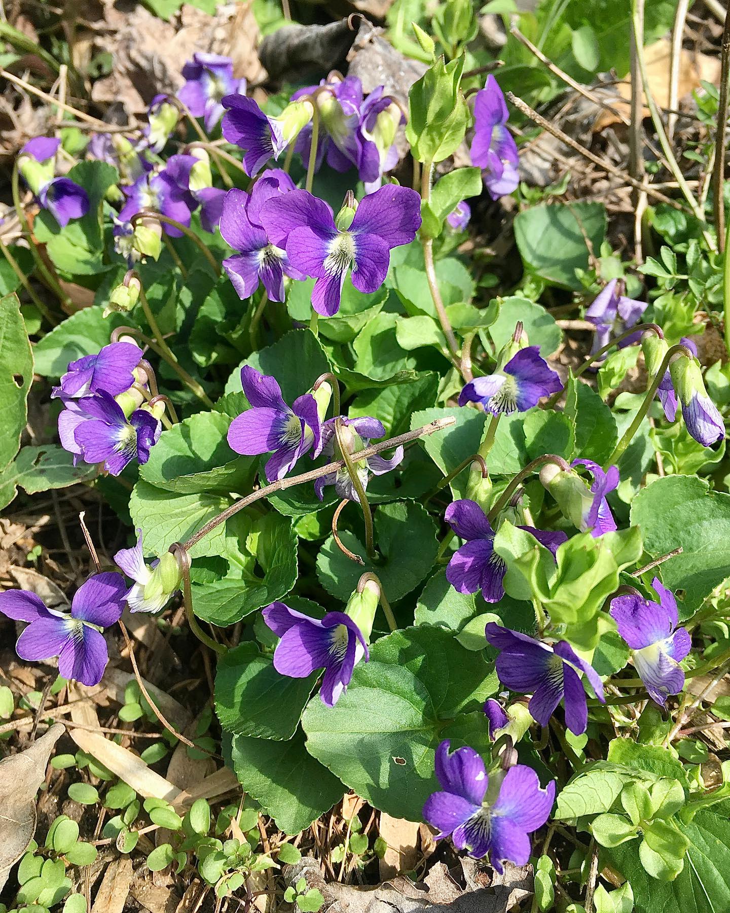 violets atop a frosted cake