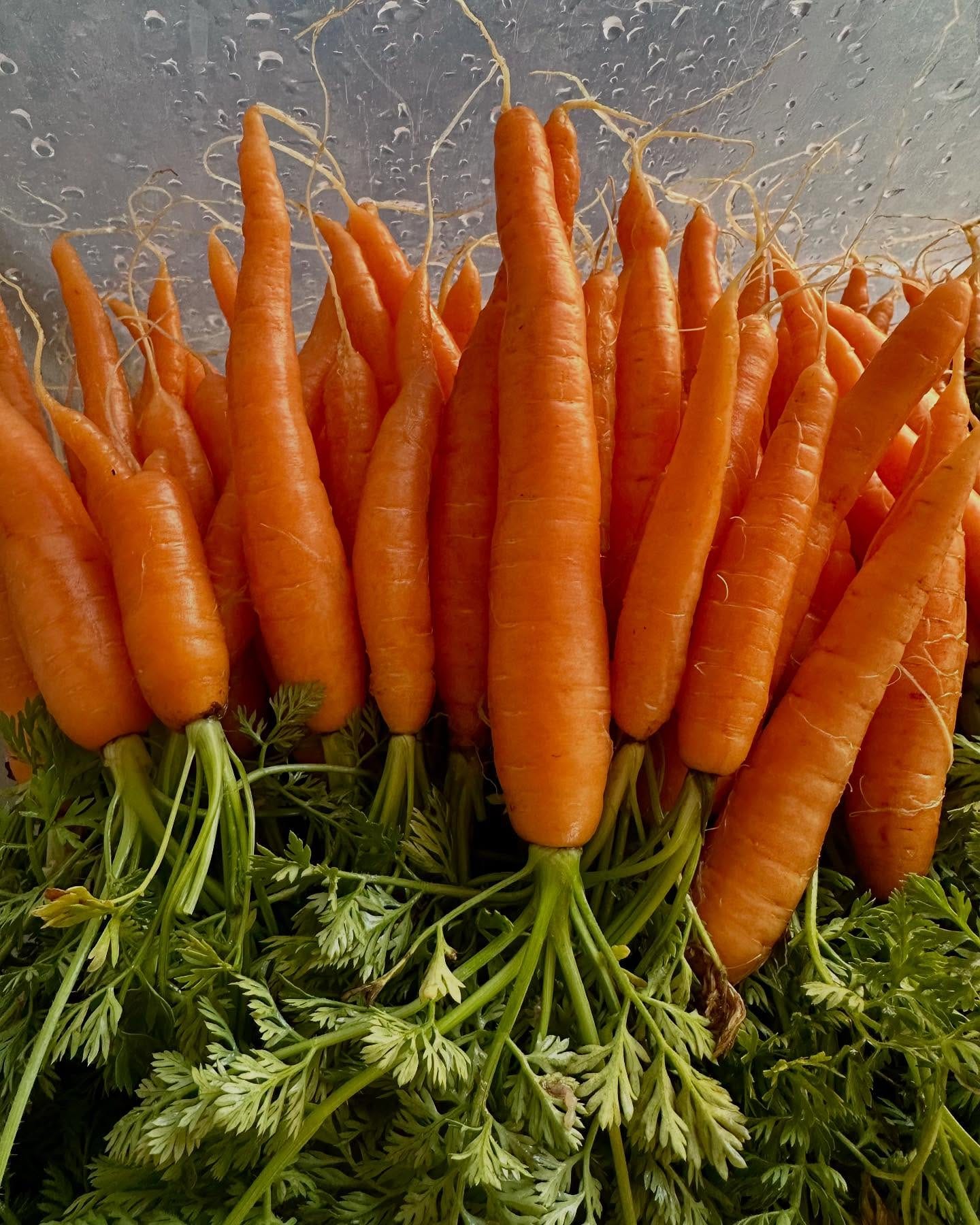 carrot tops peeking through soil