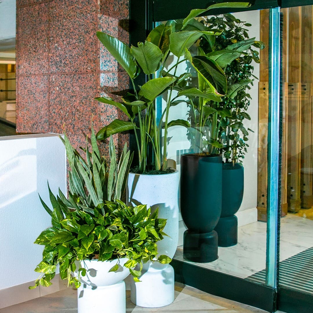 hutch with lush, layered leaf plants