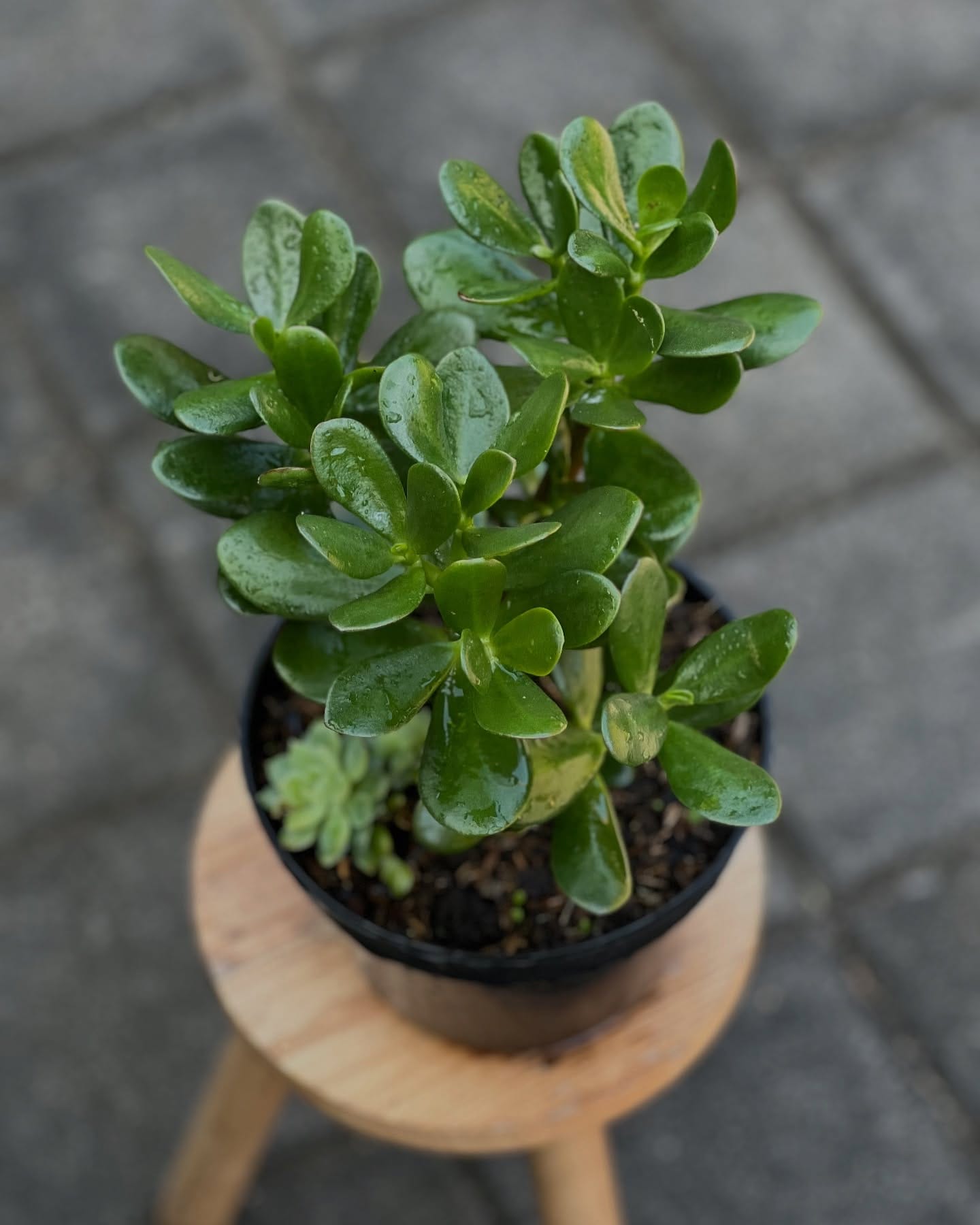 jade plant on windowsill