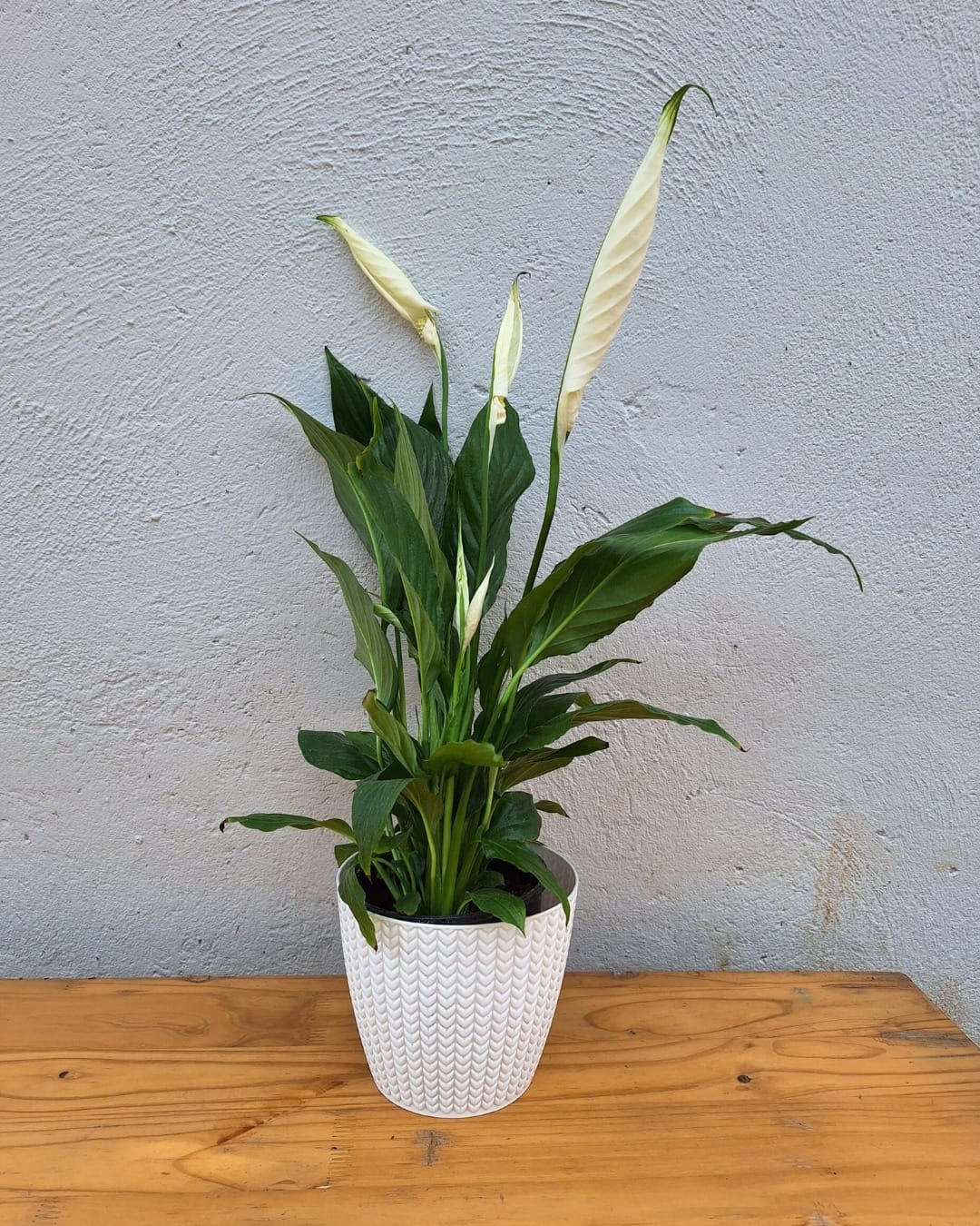 peace lily on bathroom shelf