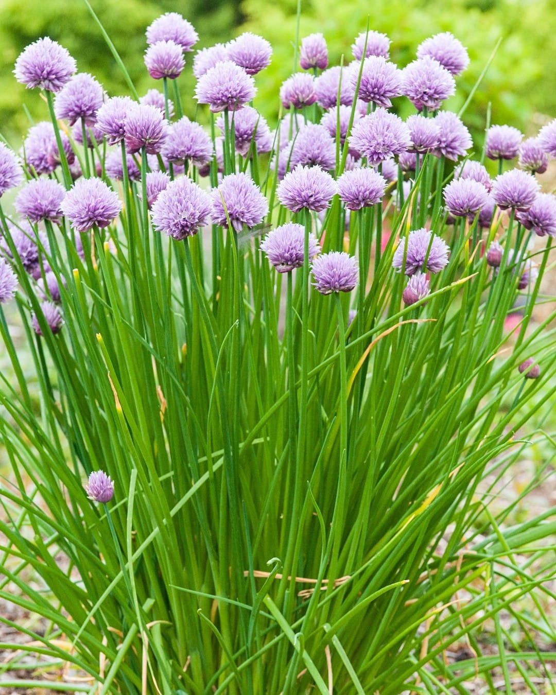 chive sprigs in a small vase