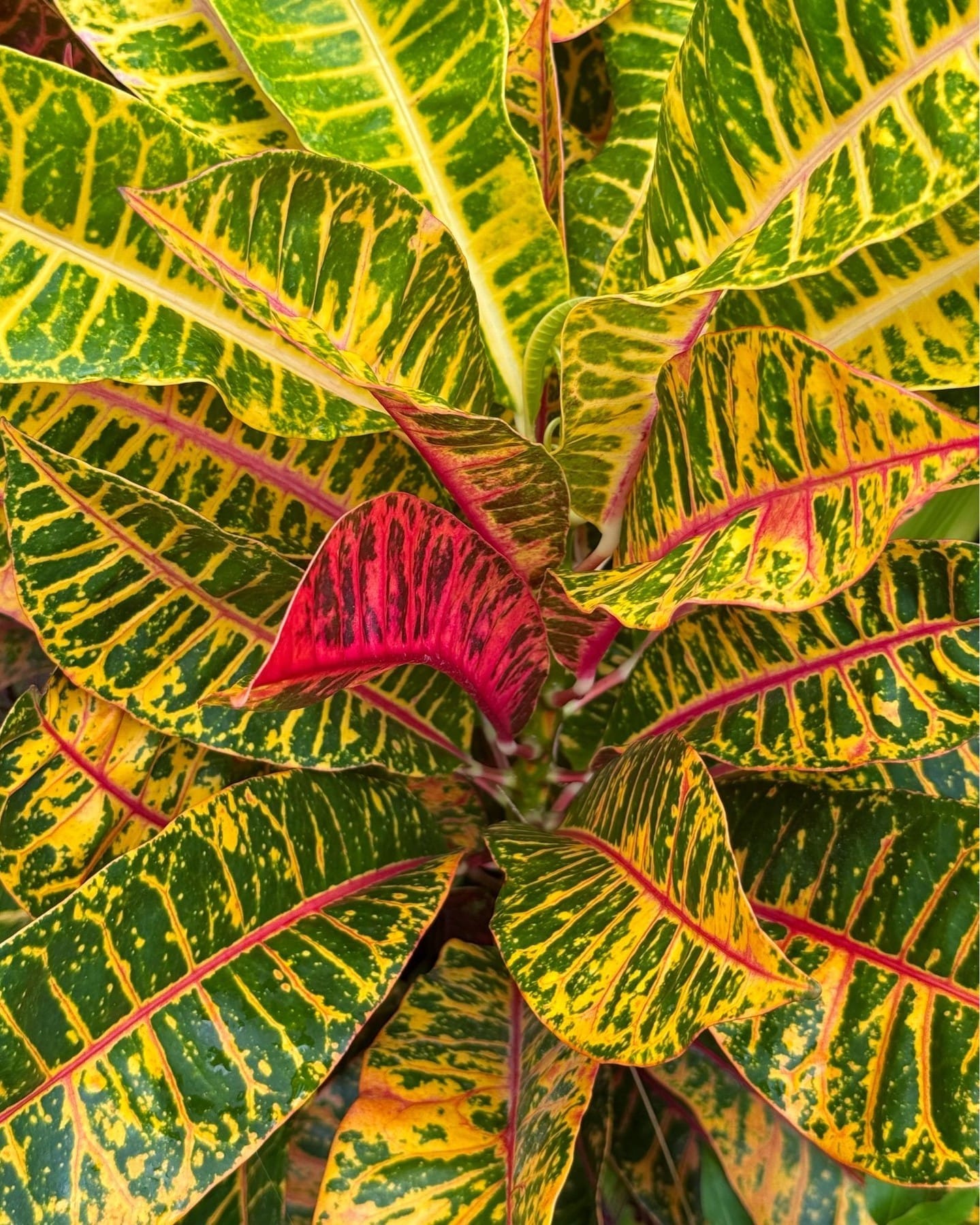 croton with colorful foliage