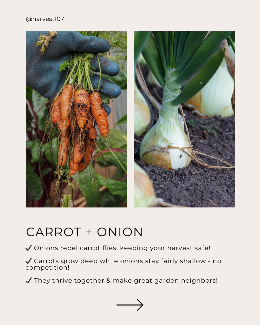 carrots growing next to onions