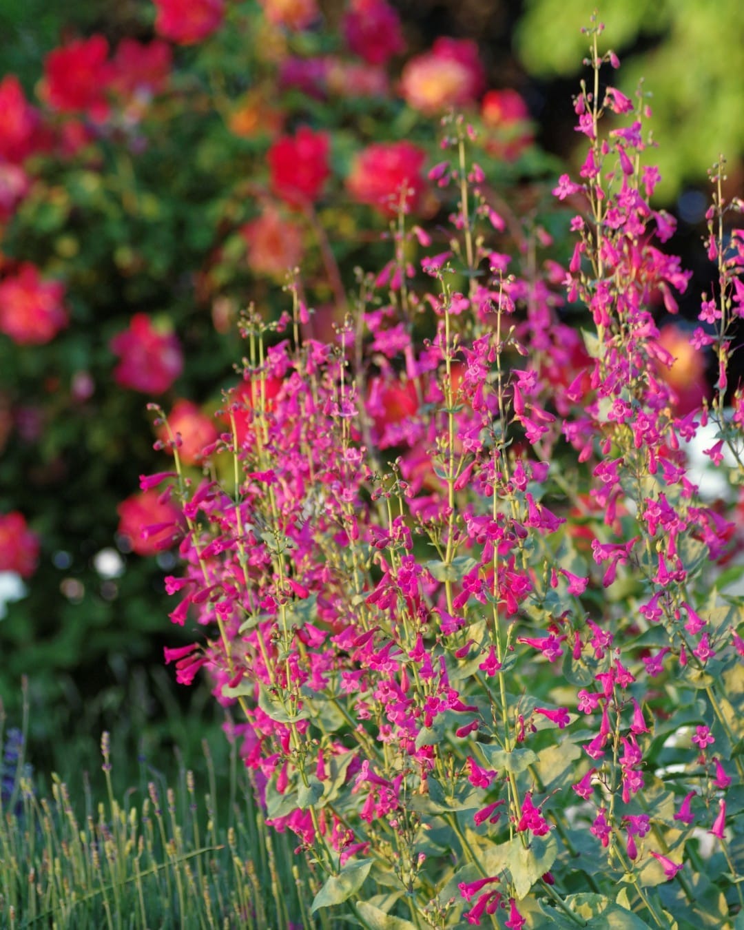 penstemon flowers in bloom
