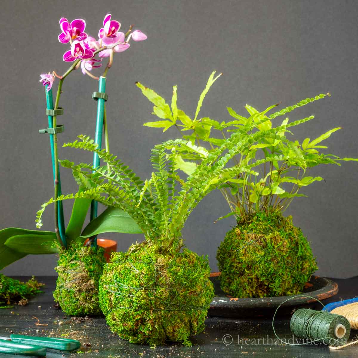 lush fern kokedama in bathroom