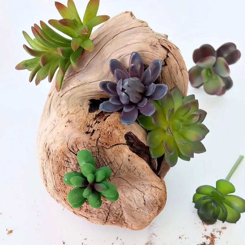 driftwood planter with mixed succulents