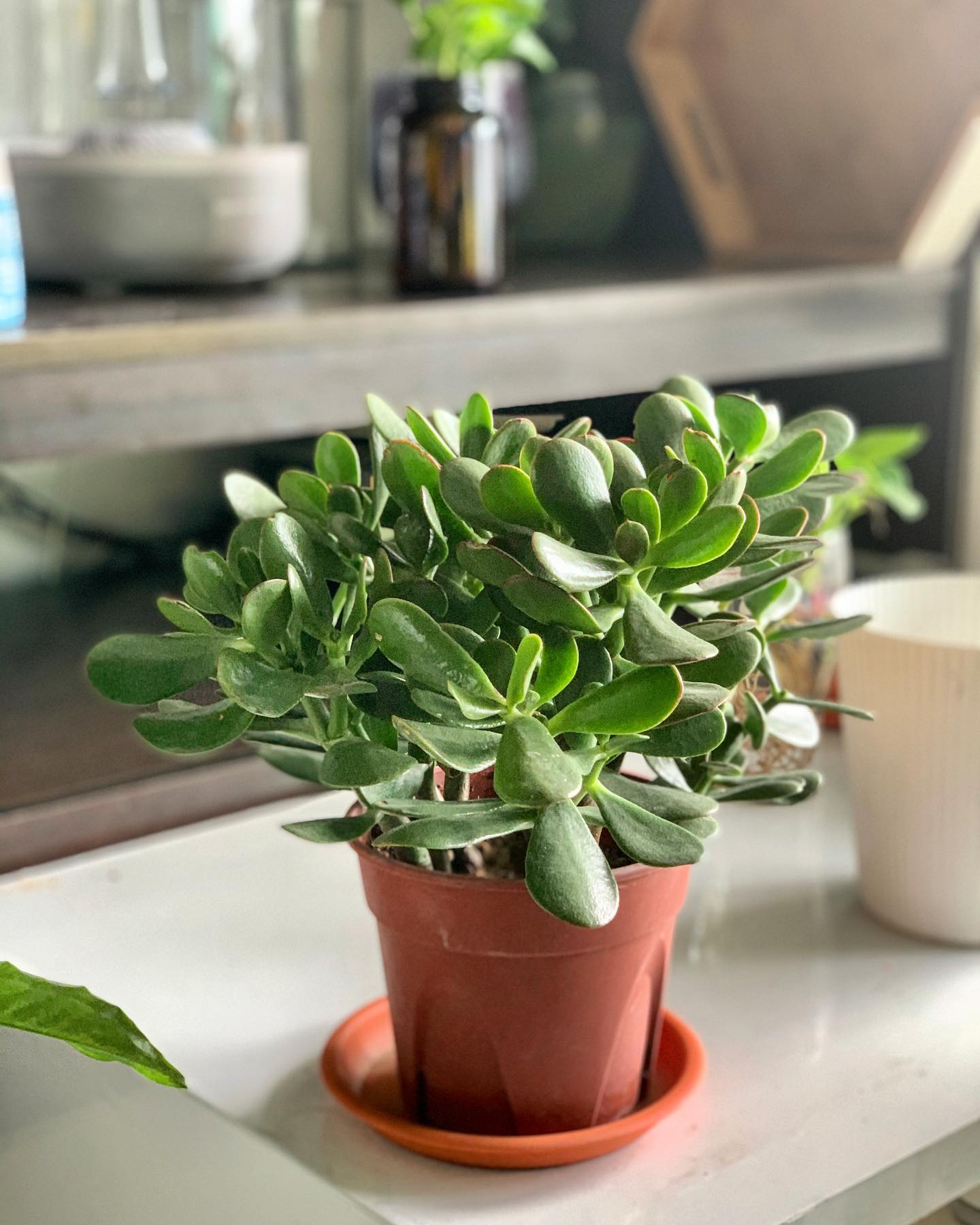 jade plant on a reception desk