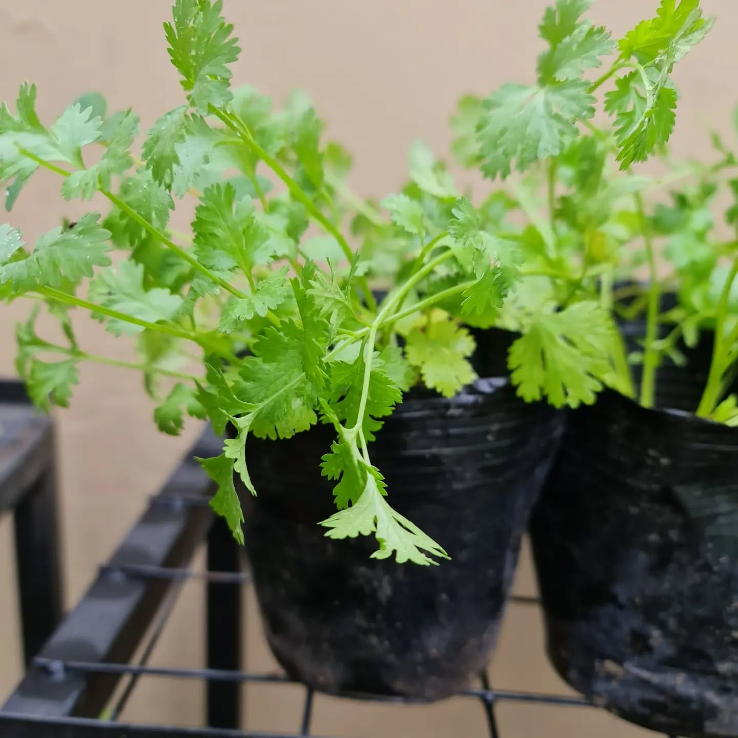 cilantro leaves in a wooden box