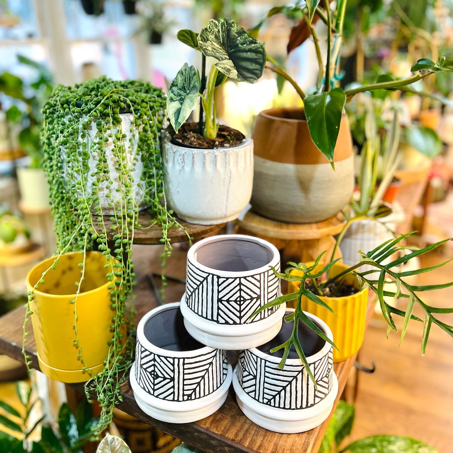 eclectic pots with mixed plants