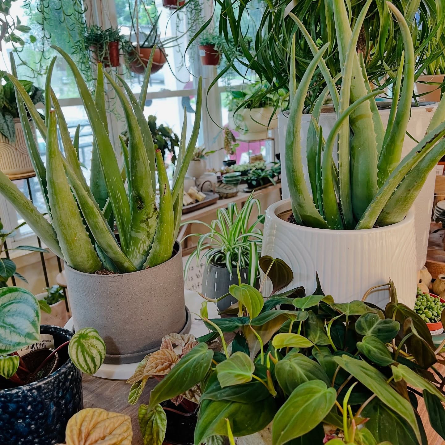 aloe vera on windowsill