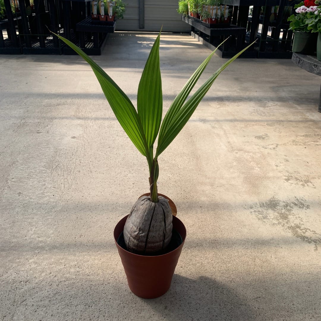 Coconut palm in tropical-themed room
