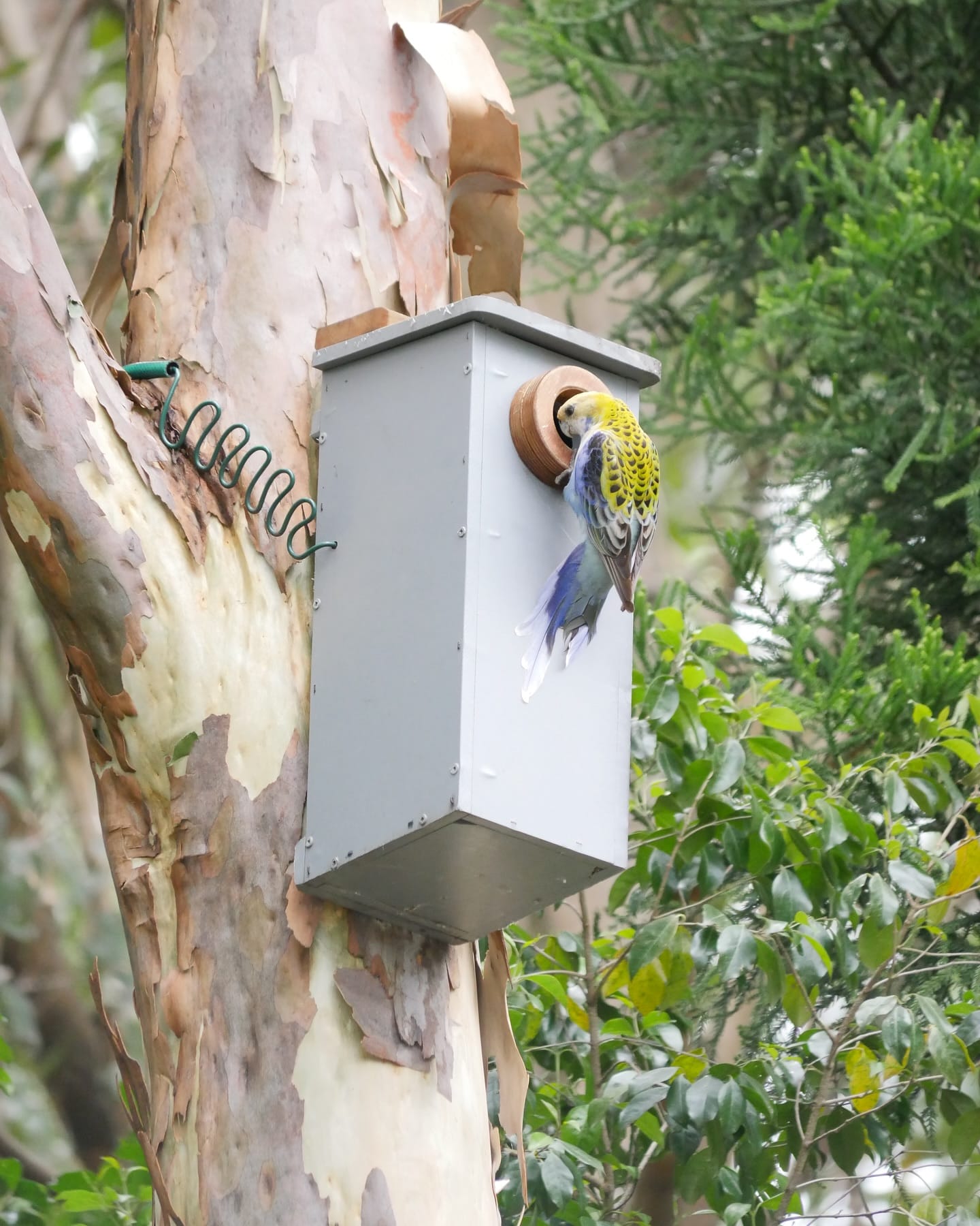 hollowed log bird feeder in garden