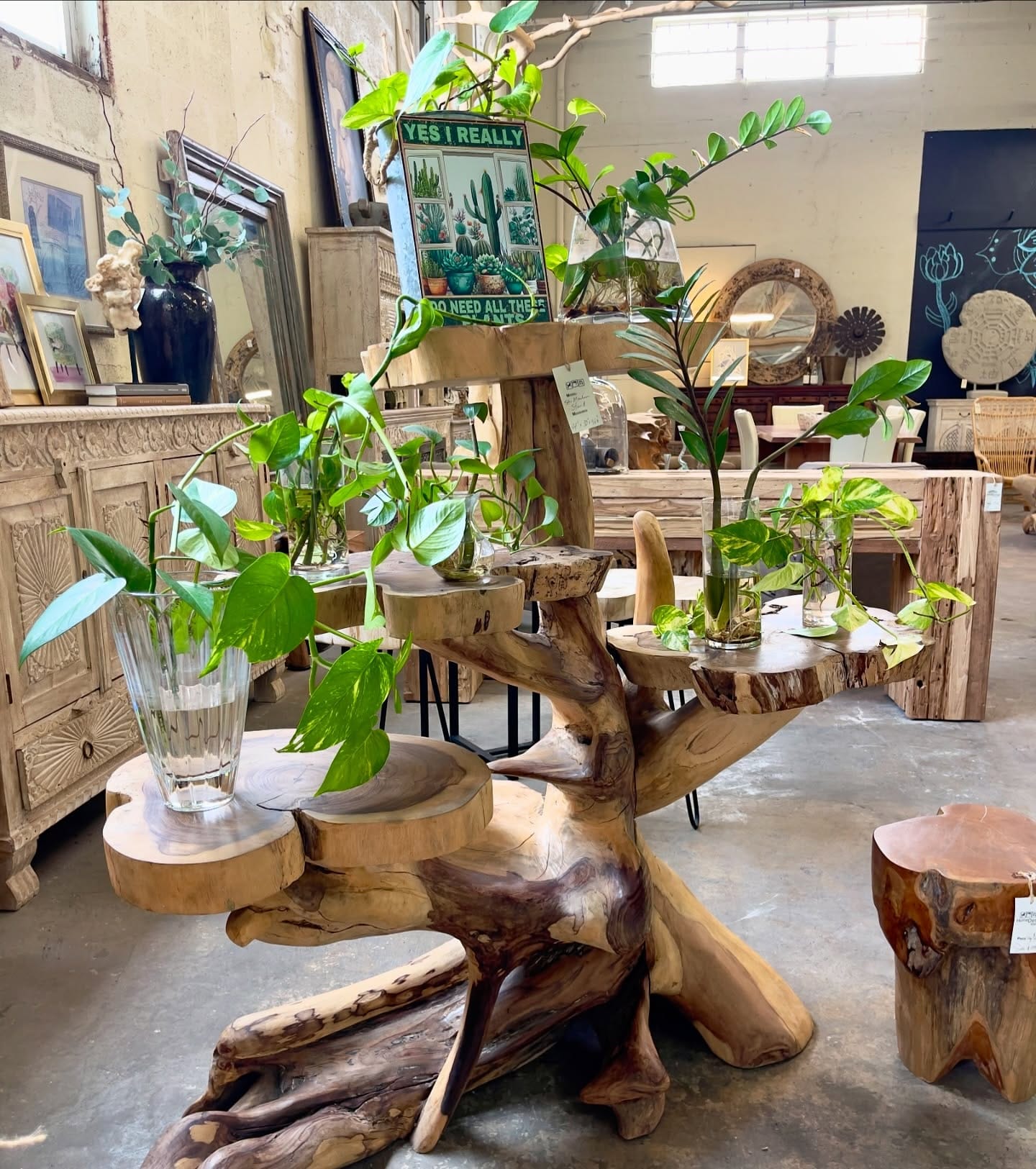 driftwood plant stand with succulents