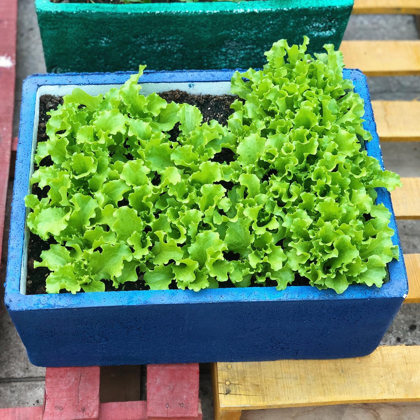 fresh leafy lettuce in rows